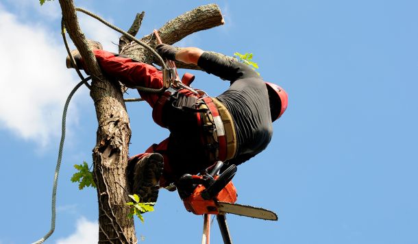 Poda de altura, poda de ramas y troncos de envergadura en Ibiza